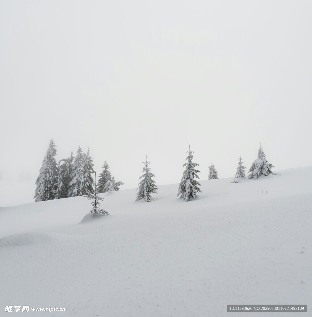 雪覆山坡上的几棵松树