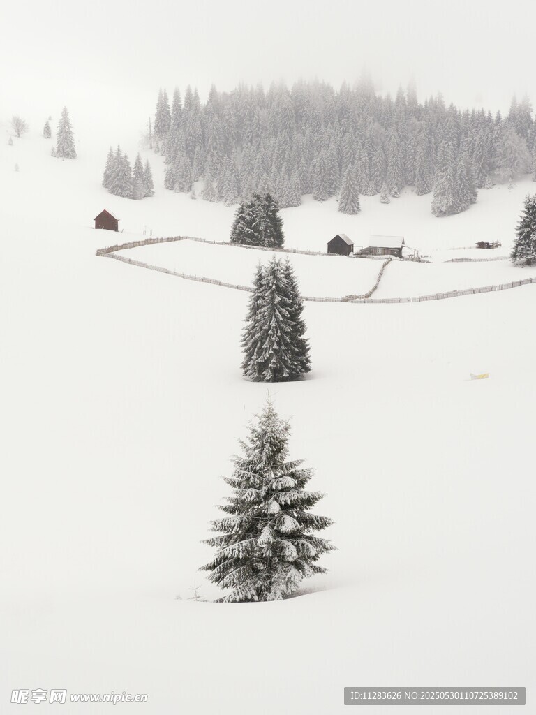 雪覆山林中的挺拔松树
