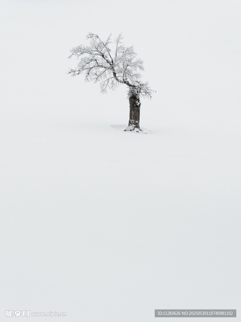 雪野孤树