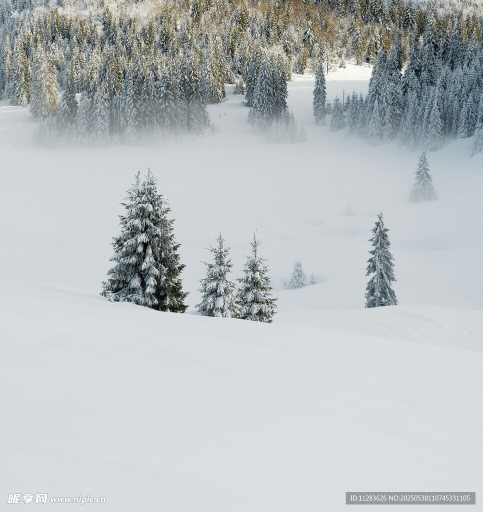 雪覆山林 雾气缭绕之景