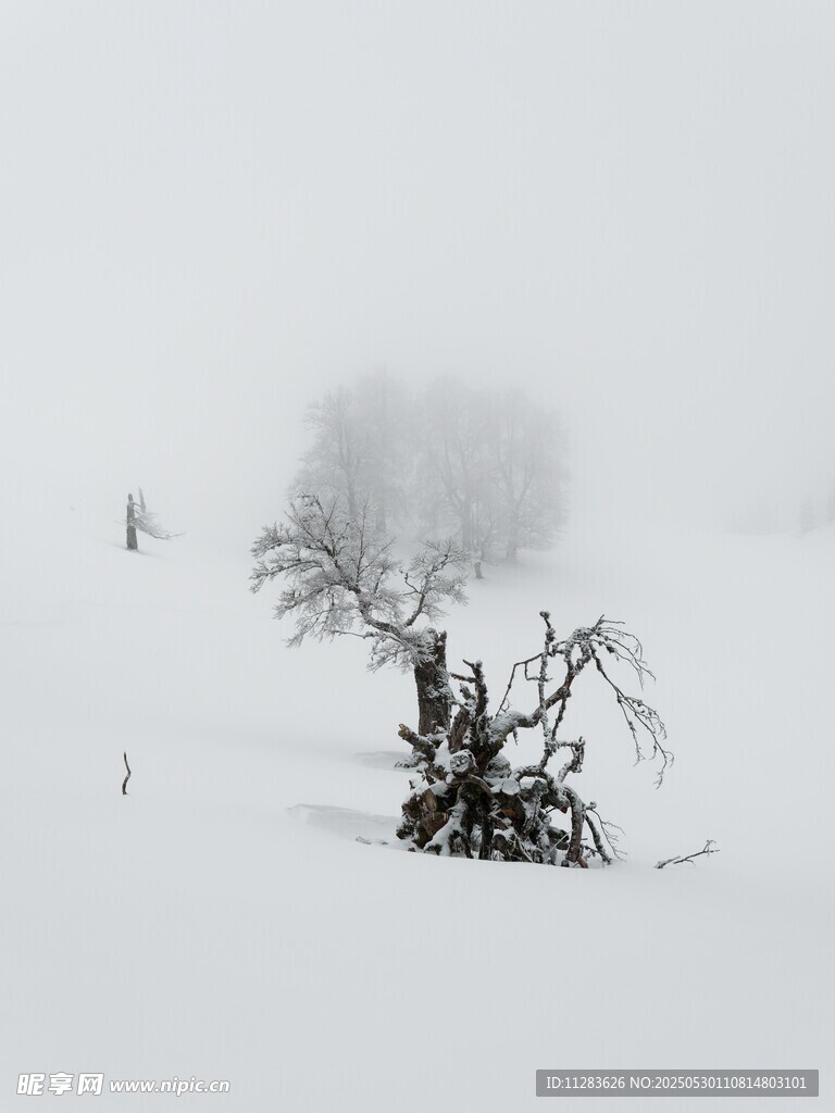 雪野孤树