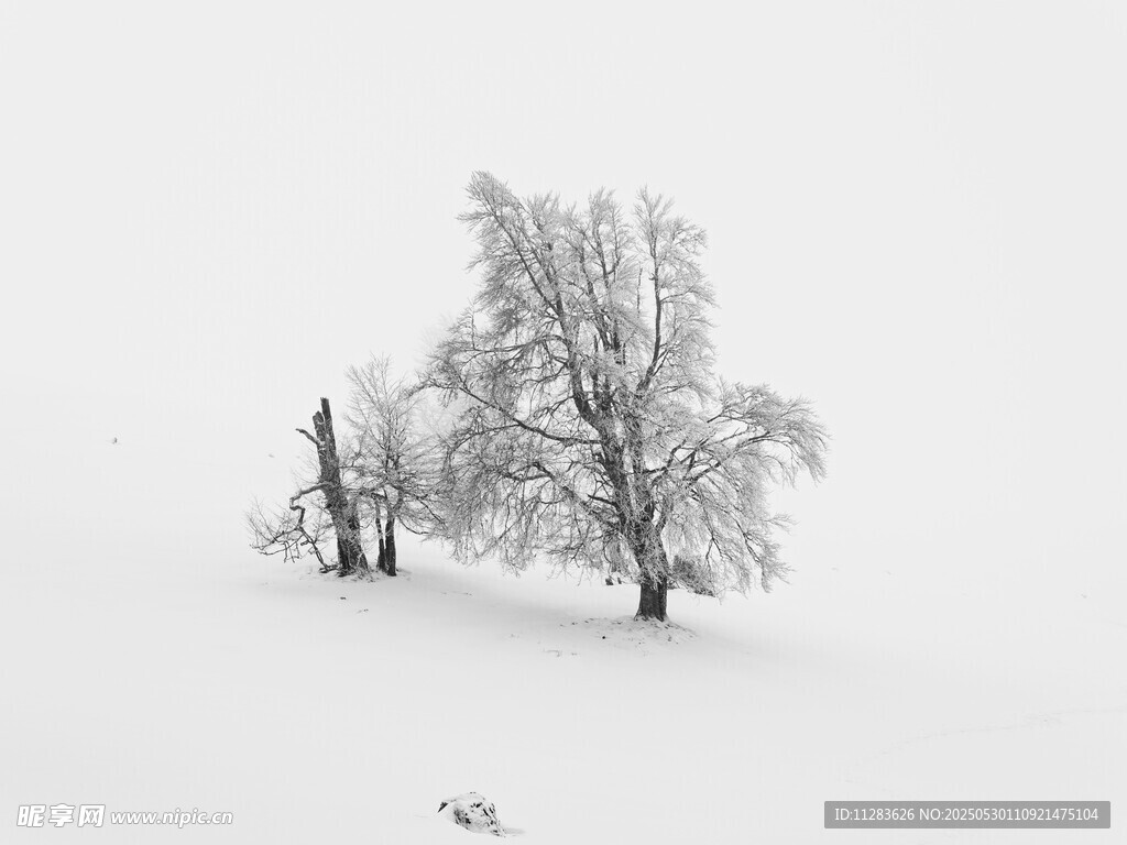 雪覆孤树景