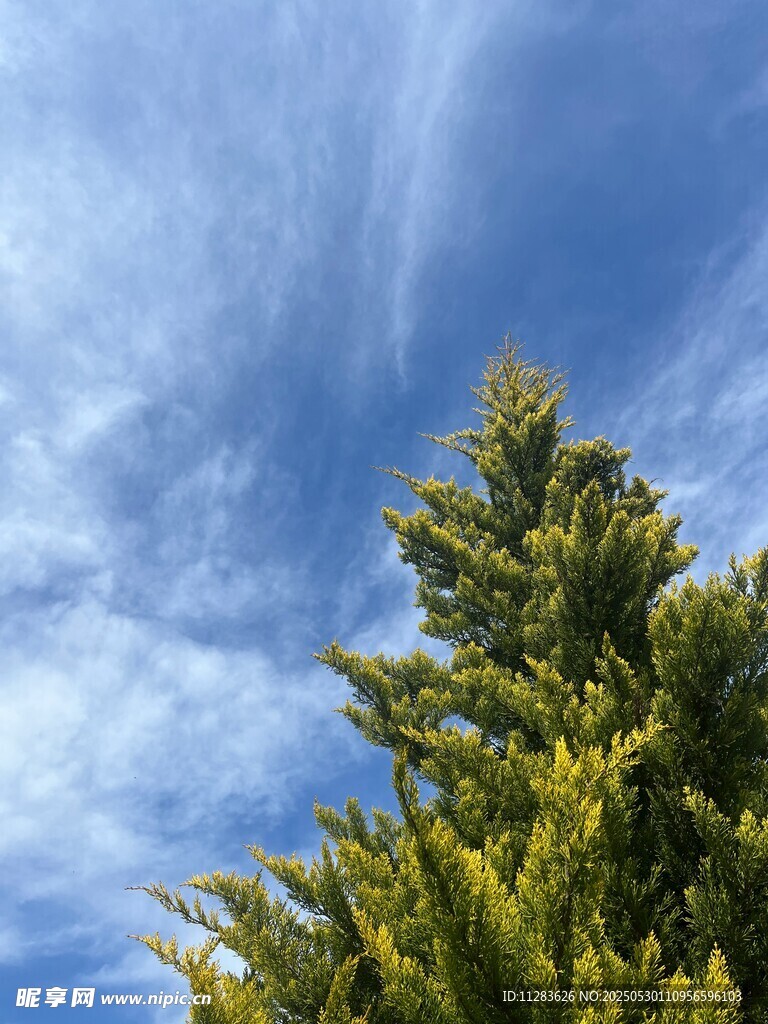 蓝天绿树间的清新景致