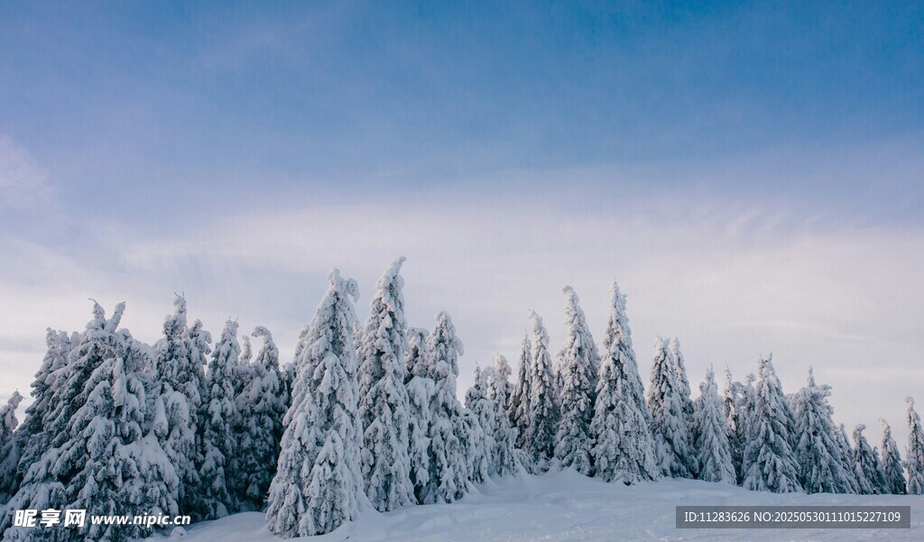 雪覆松林的冬日美景