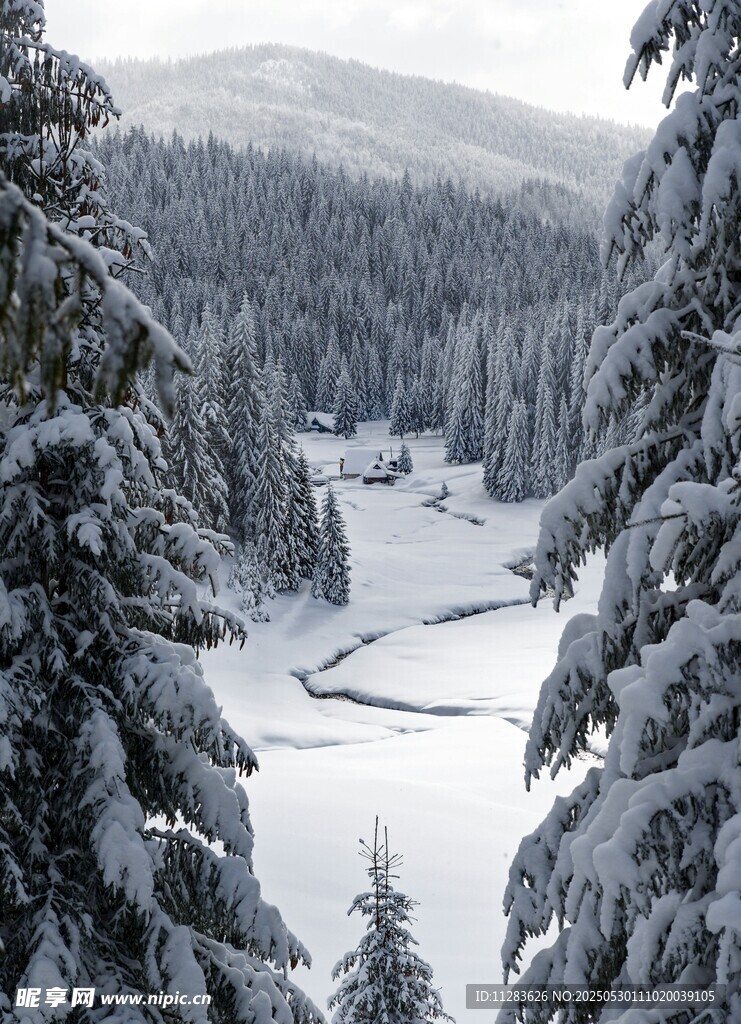 冬日雪覆山林美景