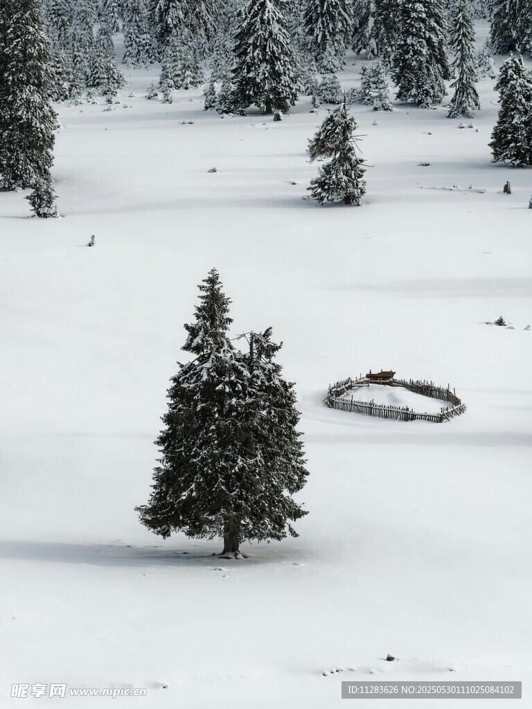 雪地孤松景观