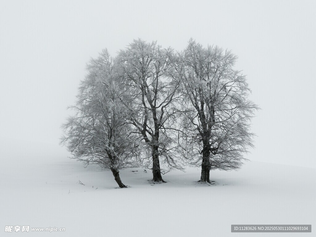 雪野中的孤独树木