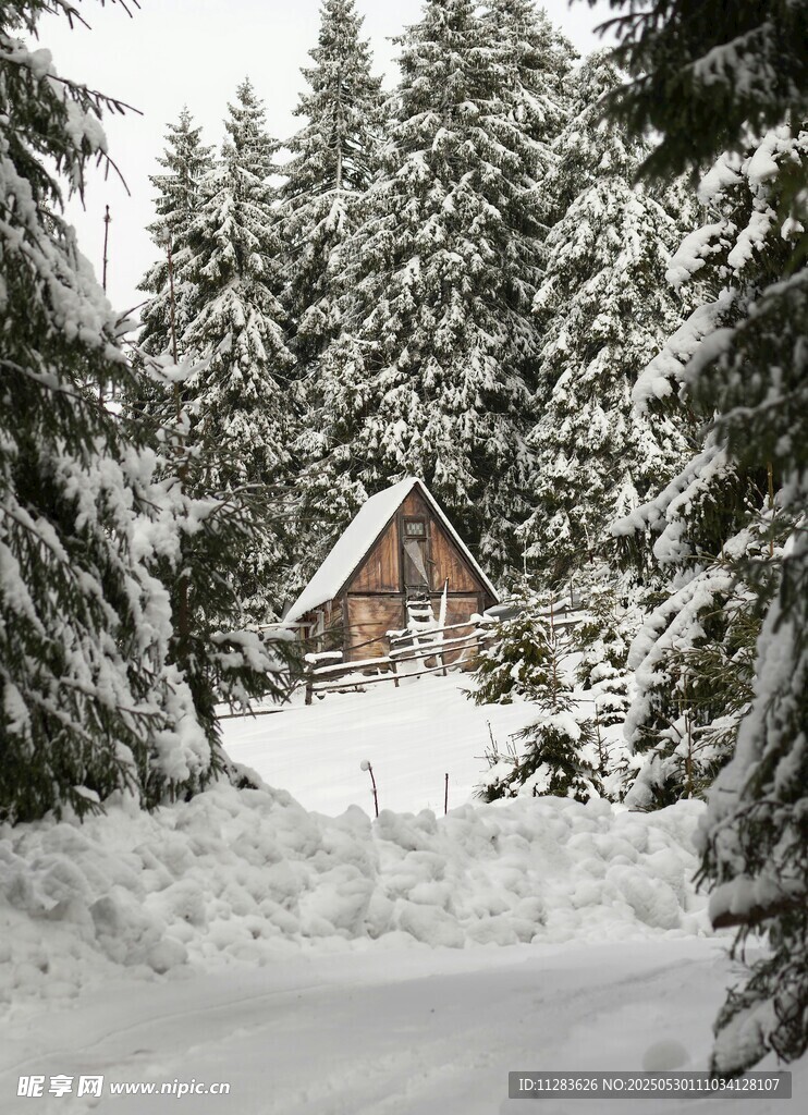 雪林中的静谧小屋