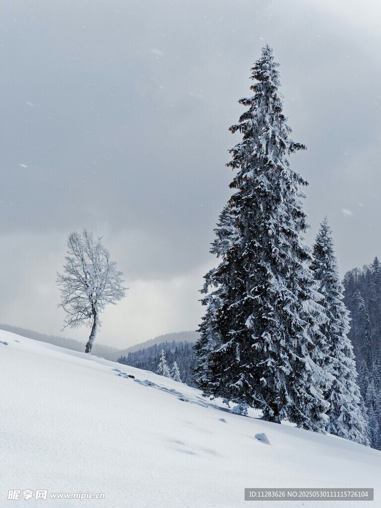 雪覆山林美景