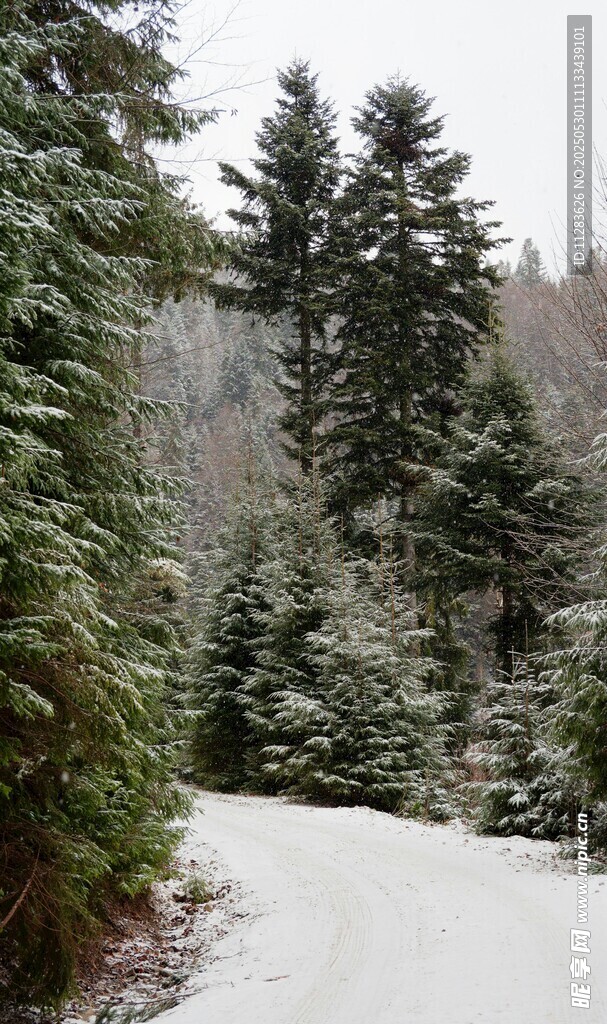 雪覆山林间的蜿蜒小路