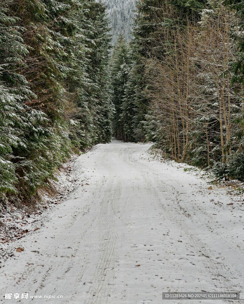 雪覆林间小道