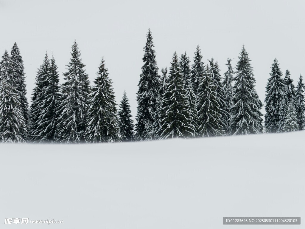 冬日雪覆松林美景