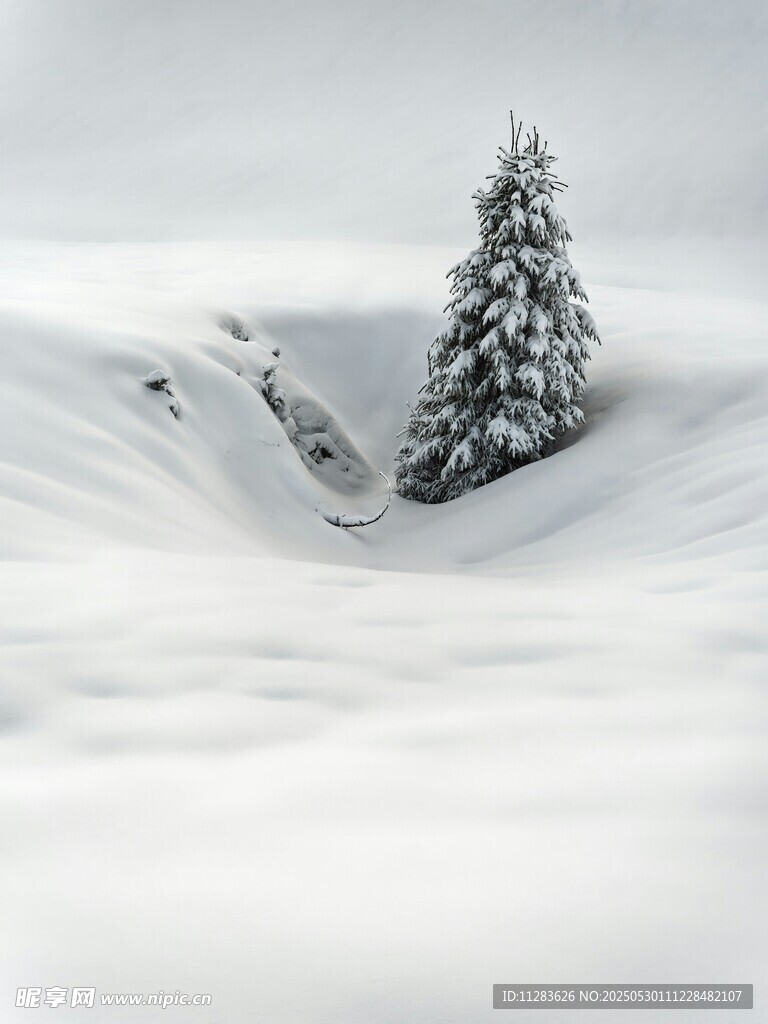 雪野孤松