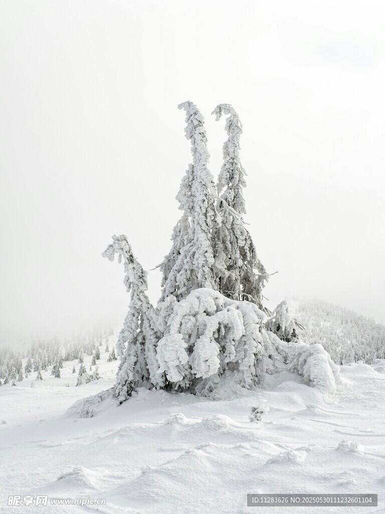 雪覆树木的冬日美景