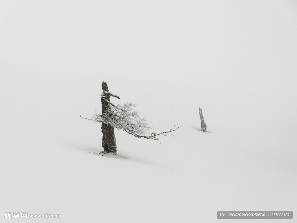 雪野孤树
