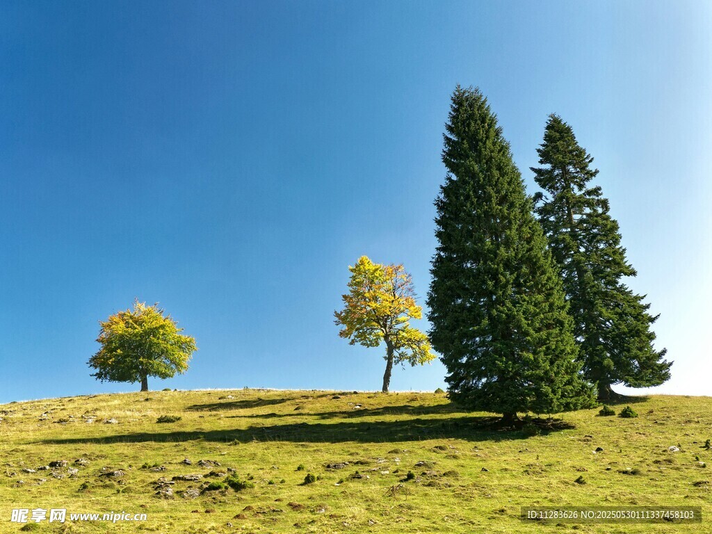 山坡上的树木与蓝天美景