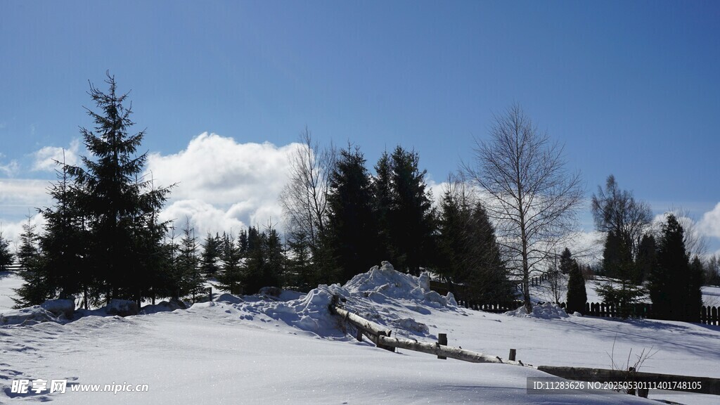 冬日雪山松林美景