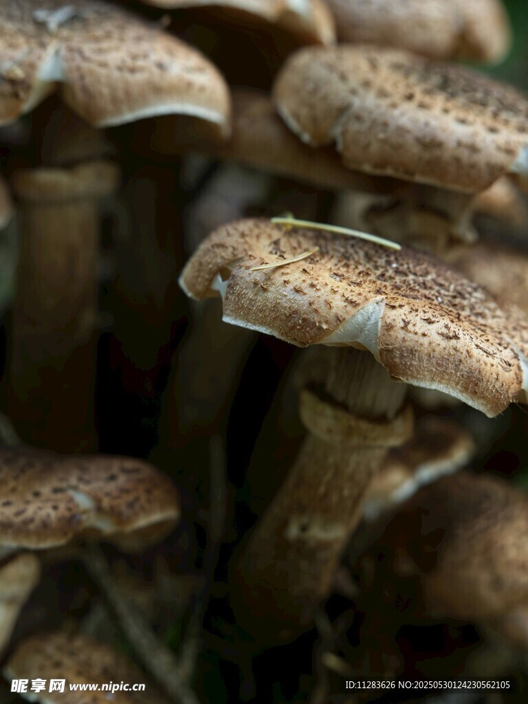 密集生长的棕色斑点蘑菇