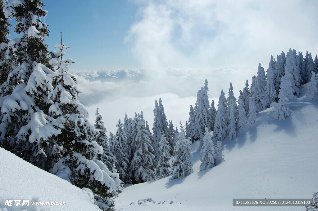 冬日雪景中的茂密雪松林