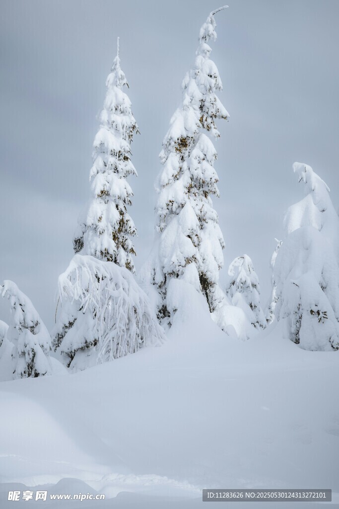 冬日雪景中的银白树木