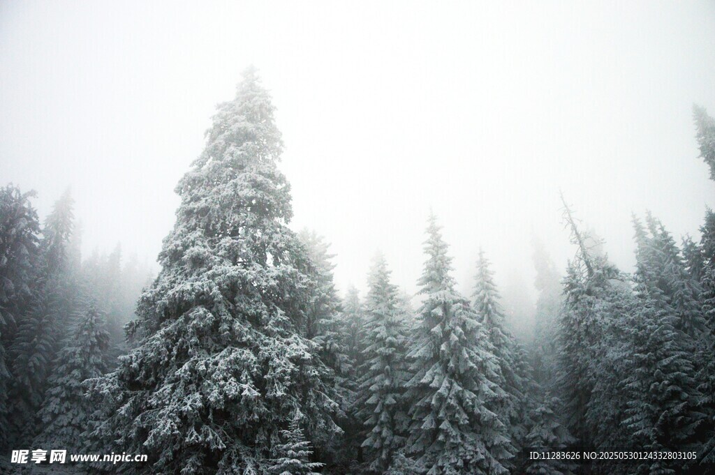 雪覆松林 雾气弥漫之景