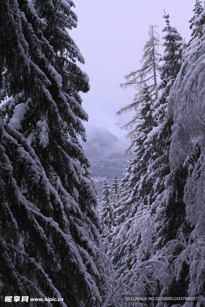 雪覆山林美景