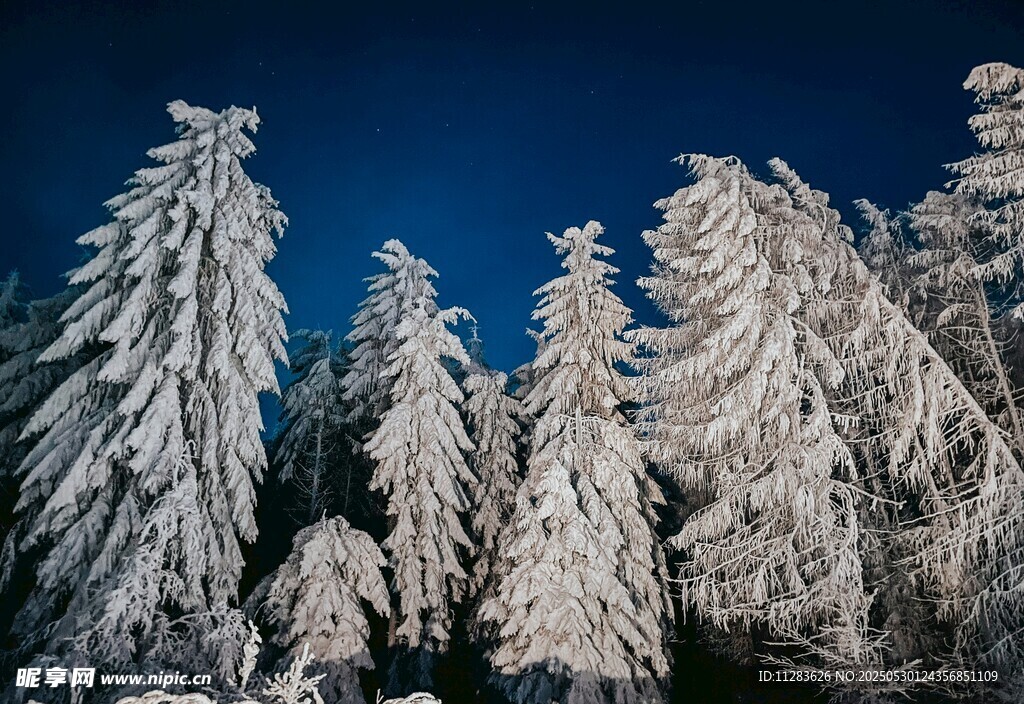 雪覆松林美景