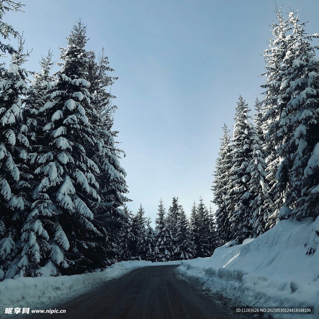 冬日雪覆公路旁的雪松