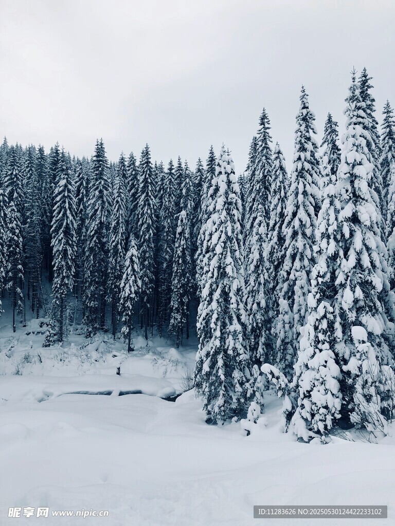 雪覆松林冬日美景