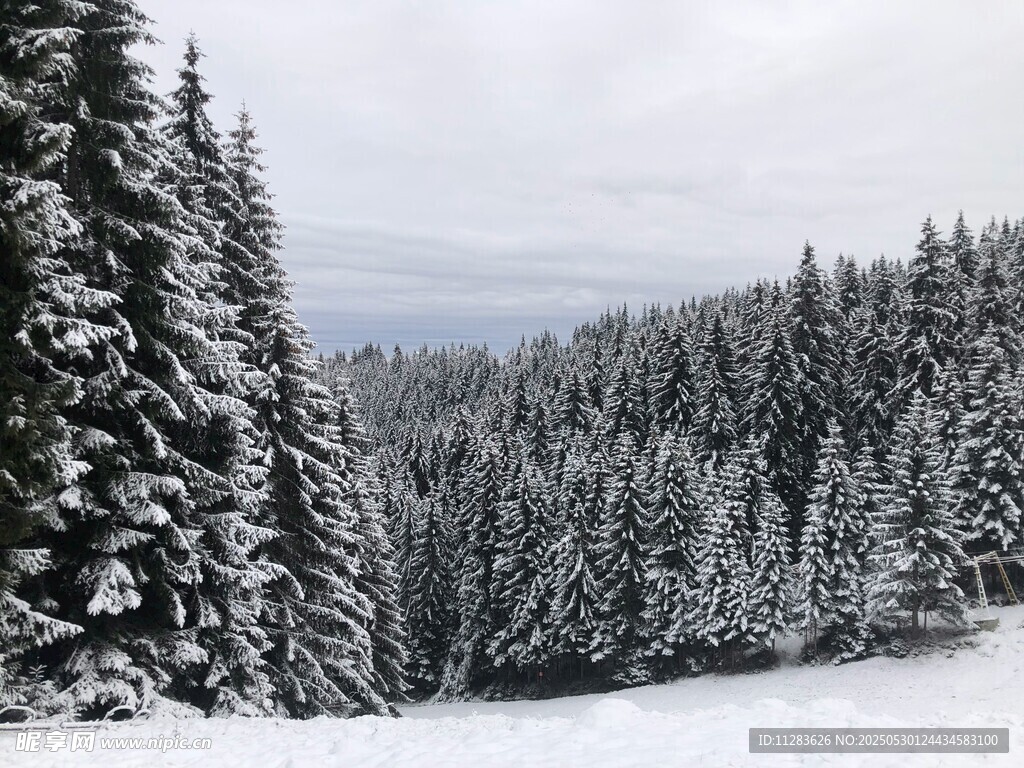 冬日雪覆松林美景