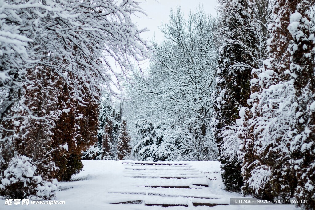 雪覆林间小径
