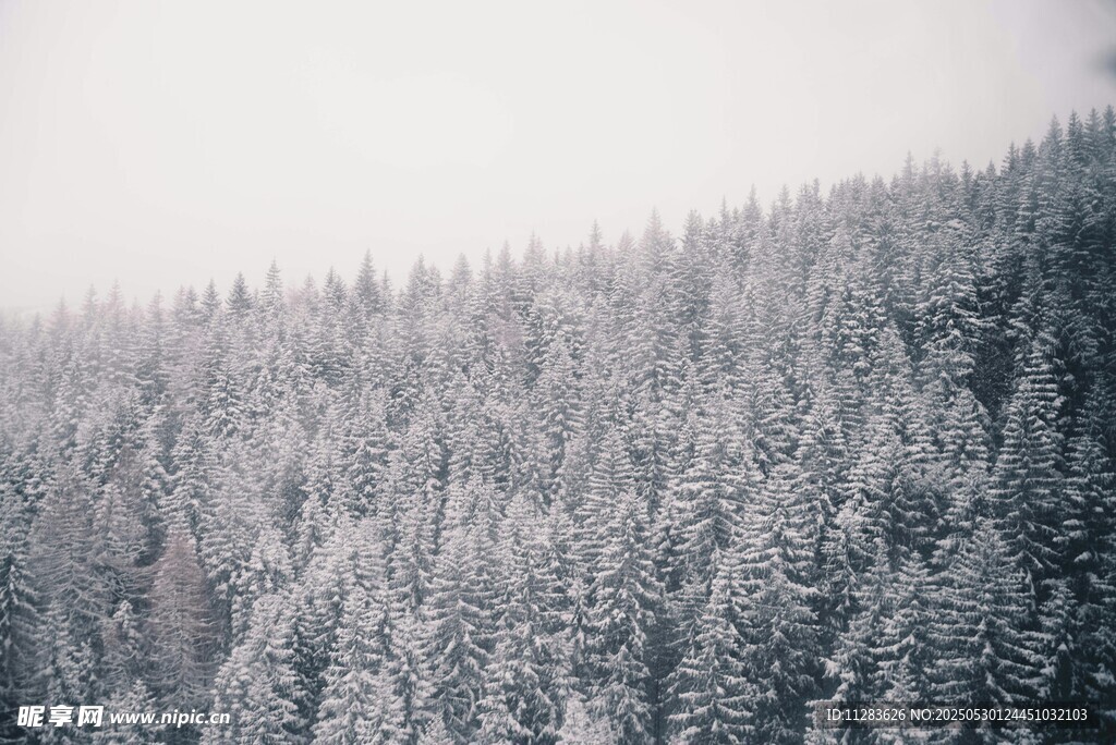 雪覆森林美景