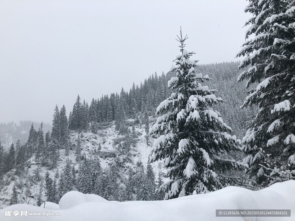冬日雪景中的挺拔雪松