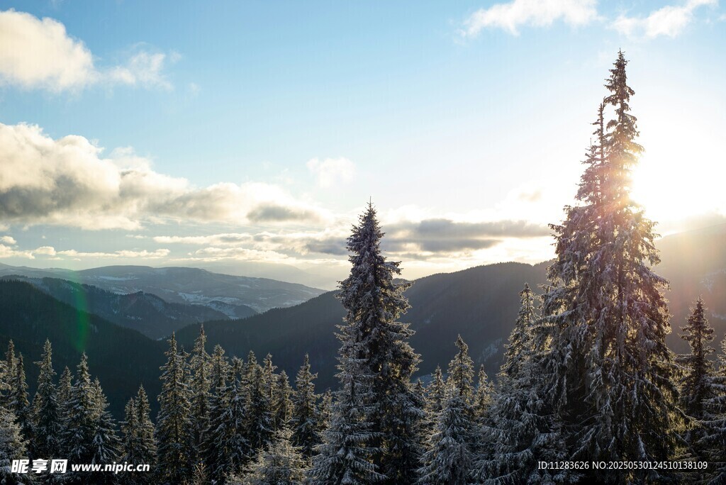 阳光照耀下的山林美景