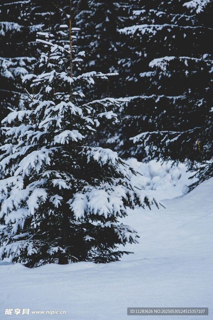 雪覆松林美景