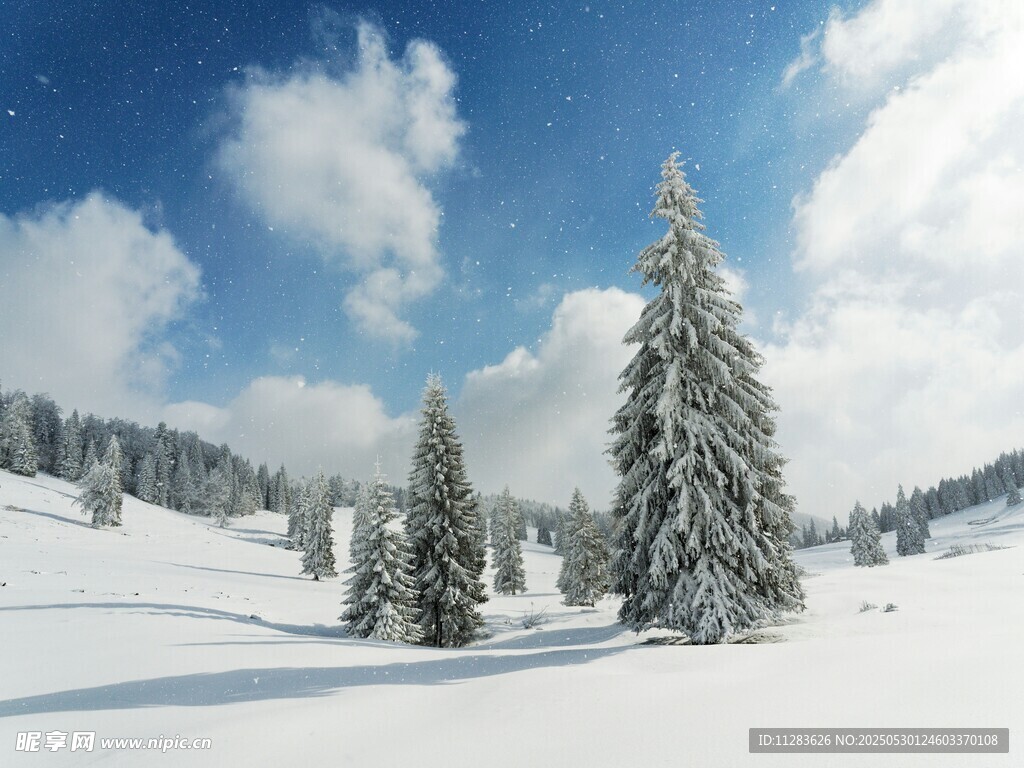 冬日雪景中的挺拔雪松