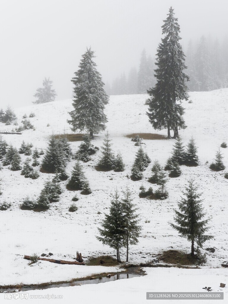 雪覆山林的静谧冬日景象