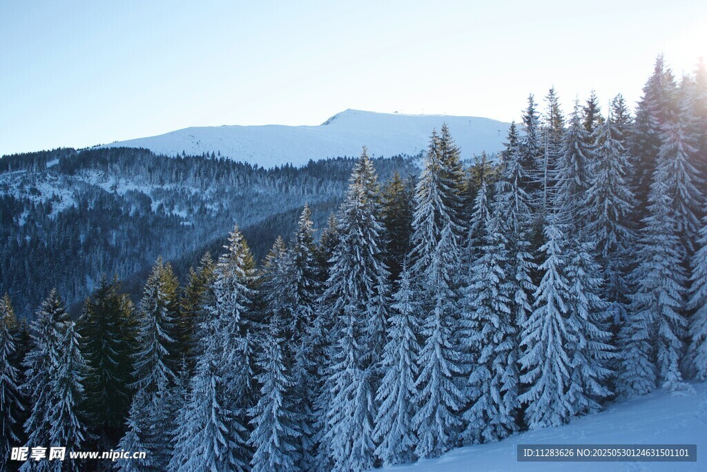 冬日雪覆山林美景