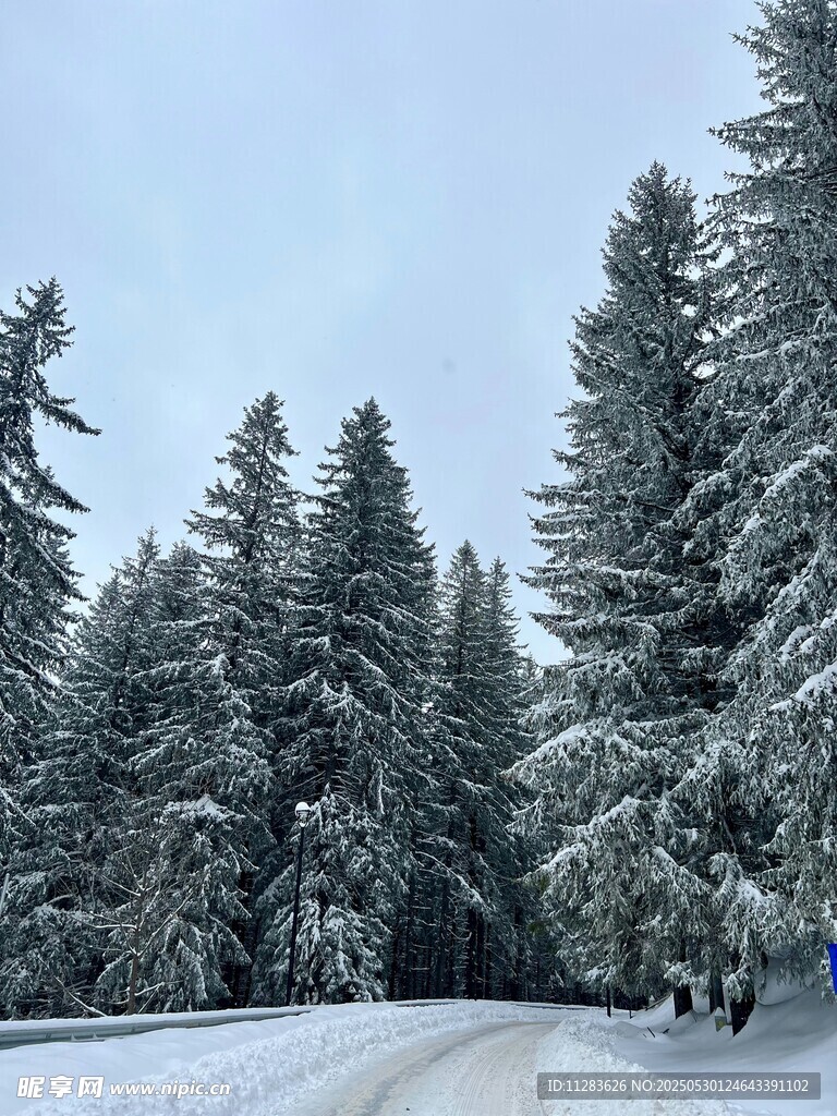 冬日雪林公路美景