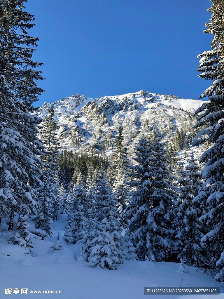 冬日雪山松林美景