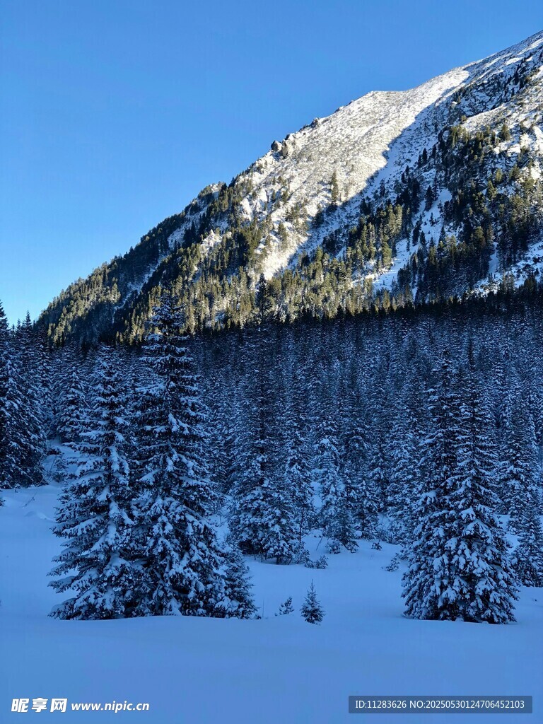 冬日雪山松林美景