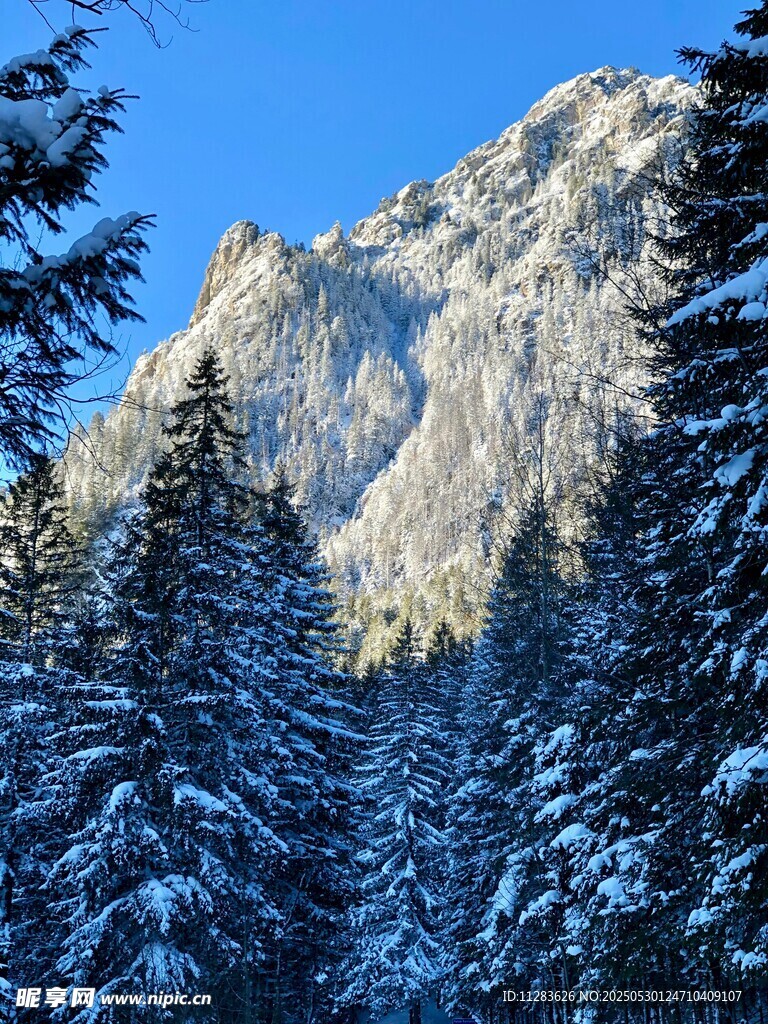 冬日雪山松林美景