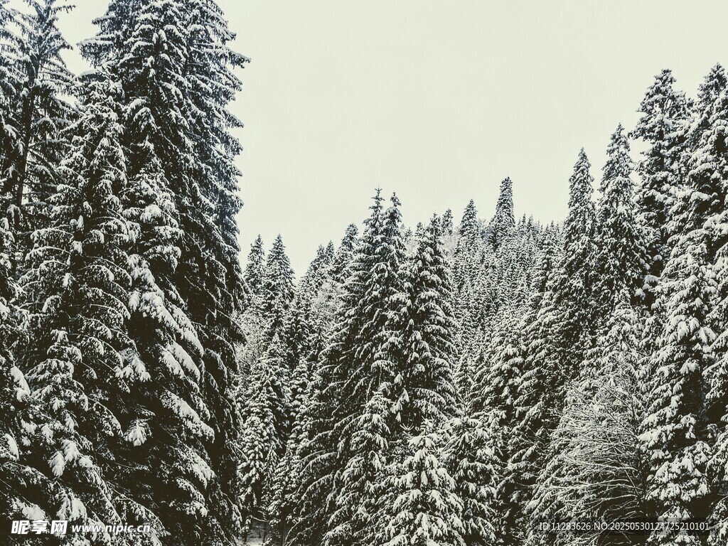 雪覆松林美景