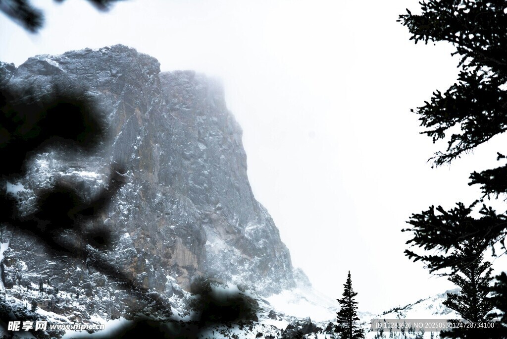 雪山旁的树木景观