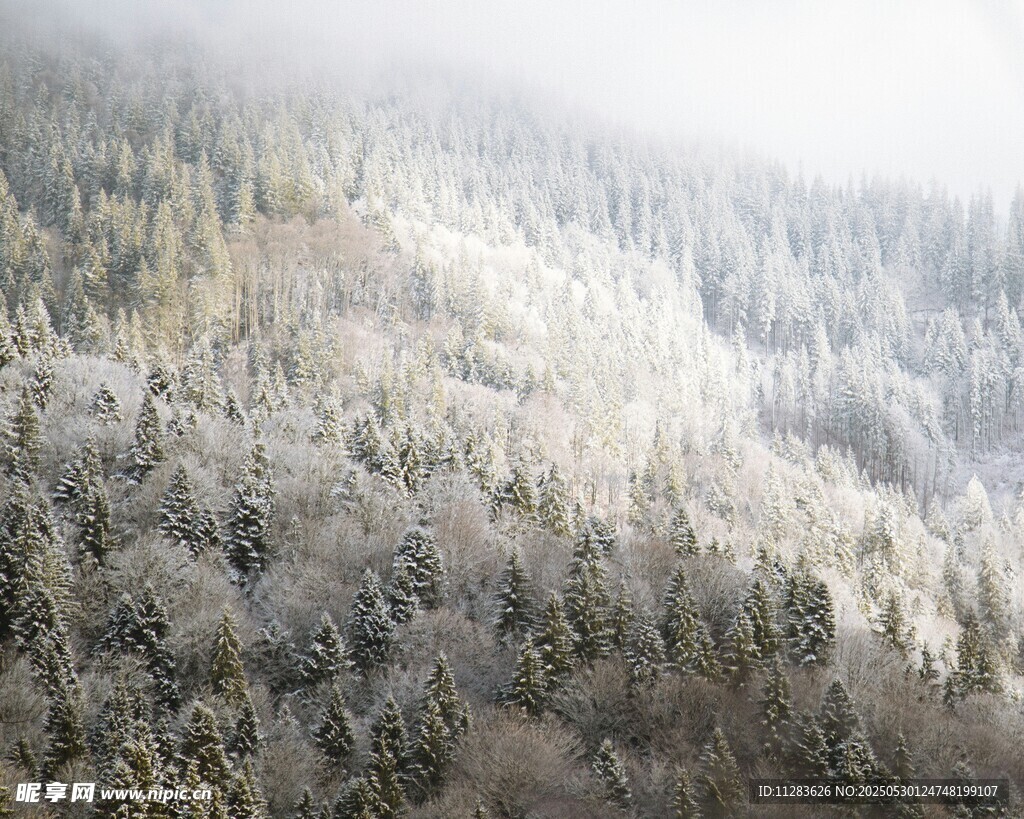 雪覆山林美景