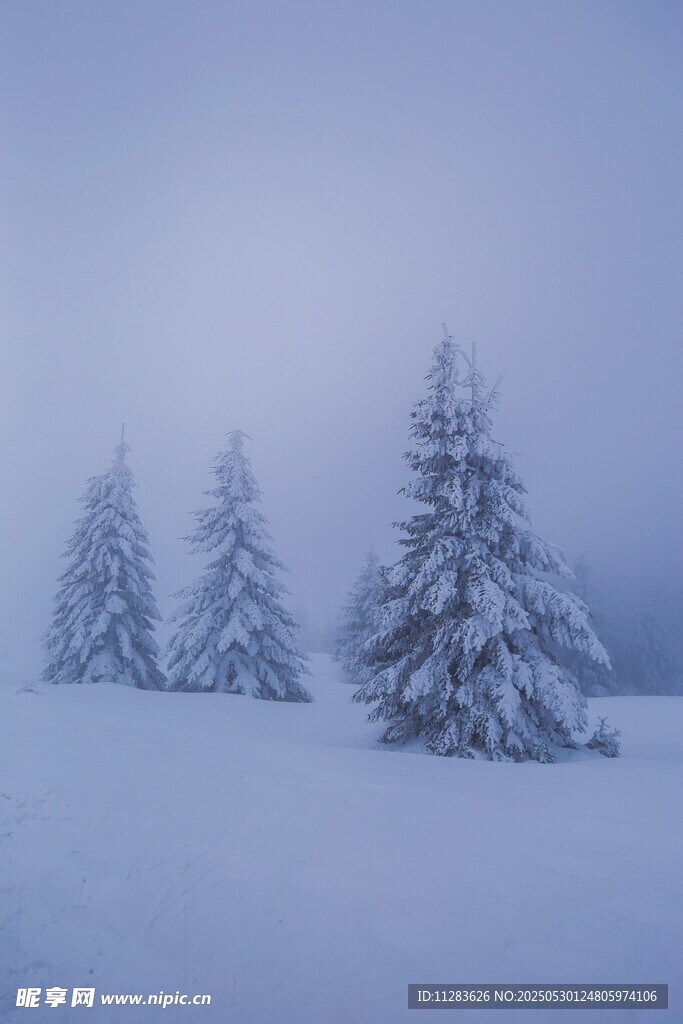 雪覆松林美景