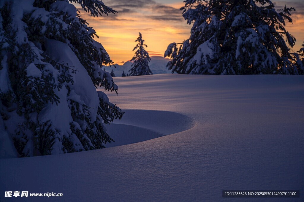 冬日雪林暮色美景