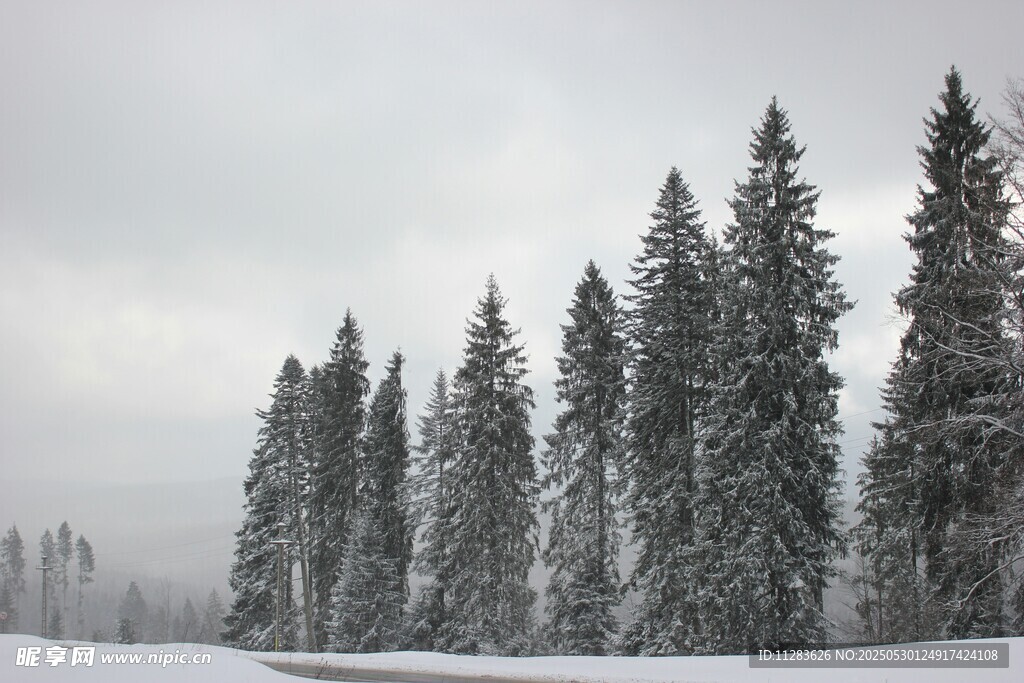 雪覆松林冬日美景
