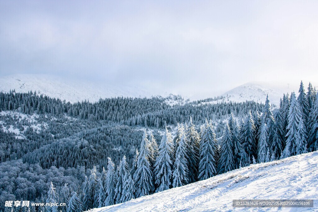 冬日雪覆山林美景