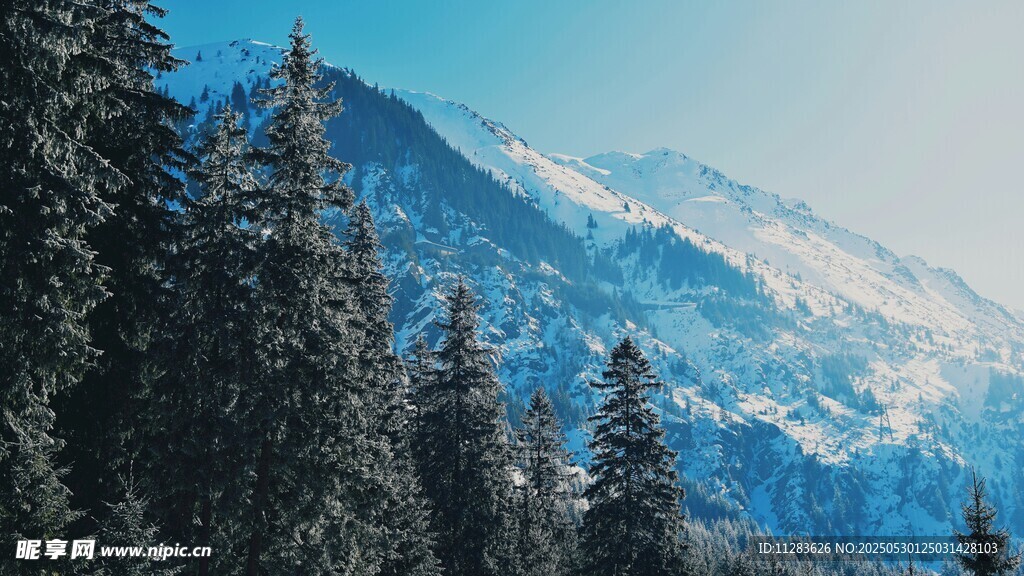 雪山松林美景